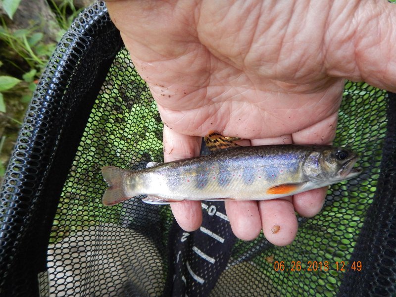 -Kettle Valley-133-.jpg - But then it was off to the Little Kettle and this brook trout slammed my fly.  Great feeling.